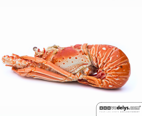 PM-LANGOUSTE