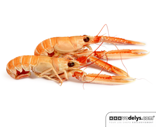 PM-LANGOUSTINE