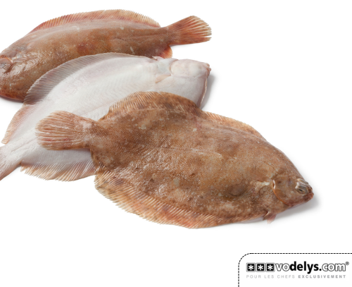 PM-SOLE